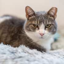 Thumbnail photo of Gracie #3