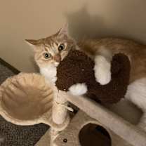 Thumbnail photo of Hubert #2