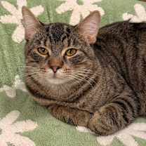 Thumbnail photo of Newt #1