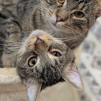 Thumbnail photo of Newt #2