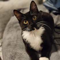 Thumbnail photo of Apollo #1