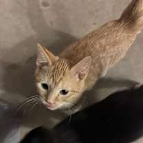 Thumbnail photo of Frito #1