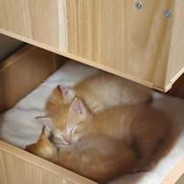 Thumbnail photo of Frito #2