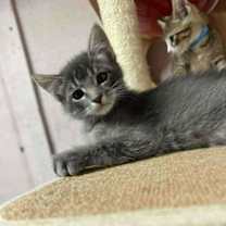 Thumbnail photo of Smoke #2