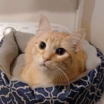 Thumbnail photo of Vash #4