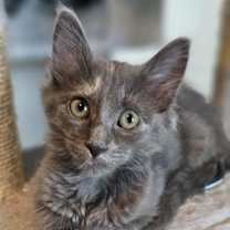 Thumbnail photo of Ashley #1