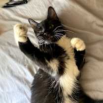 Thumbnail photo of Ryker #1