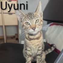 Thumbnail photo of Kitten Uyuni #1