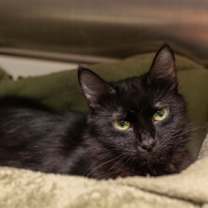 Thumbnail photo of 88381a Batilda #2