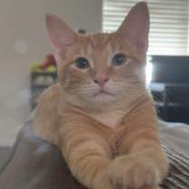 Thumbnail photo of Simba #2