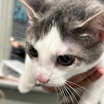 Thumbnail photo of Bunny #2