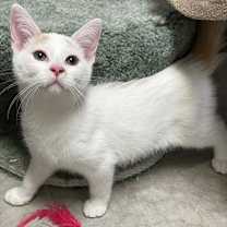 Thumbnail photo of Bagel #3