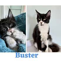 Thumbnail photo of BUSTER (In Foster) bonded w/MAXINE #3
