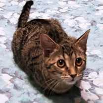 Thumbnail photo of Sheba #3