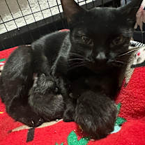 Thumbnail photo of Mindy (aka Tammy two toes) #2