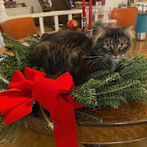 Thumbnail photo of AMANI (Darby) bonded with Peter (Shamus) #3