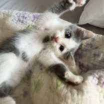 Thumbnail photo of Little #3