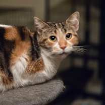 Thumbnail photo of Marigold #1