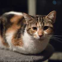 Thumbnail photo of Marigold #2