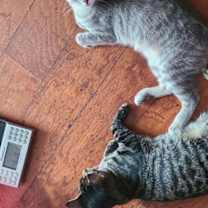 Thumbnail photo of Sophie Cinnamon #2