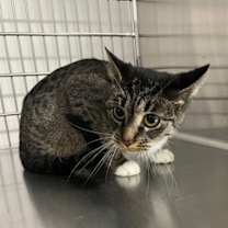 Thumbnail photo of Kiesa #2