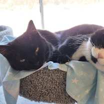 Thumbnail photo of Wisdom #1