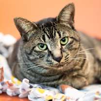 Thumbnail photo of Theo #3