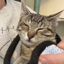 Thumbnail photo of Bergamot #1