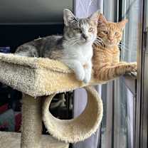 Thumbnail photo of Topaz #4