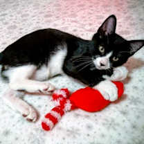 Thumbnail photo of Yoda #3