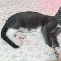 Thumbnail photo of Luke #2