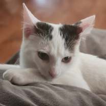 adopt-pet