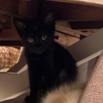 Thumbnail photo of Mango #2