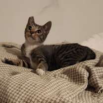 Thumbnail photo of Robin #4