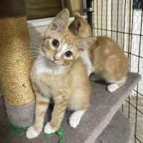 Thumbnail photo of Porter #2