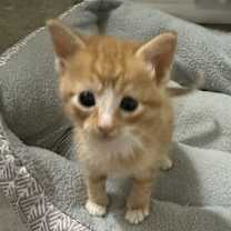 Thumbnail photo of Porter #4