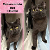 Thumbnail photo of Meowscarada #1