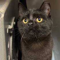 Thumbnail photo of Meowscarada #2