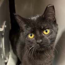 Thumbnail photo of Meowscarada #3