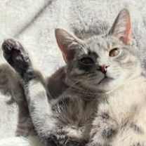 Thumbnail photo of Chickpea #1