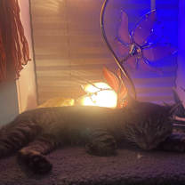 Thumbnail photo of Ringo #4