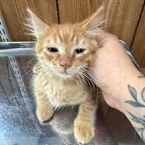 Thumbnail photo of Cat 27050 (Dunkin) #4