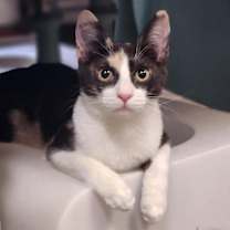 Thumbnail photo of Cat 27409 (Olivia) #1