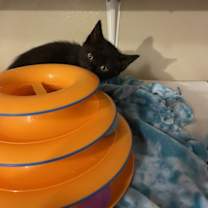 Thumbnail photo of Jingle #2