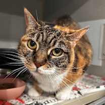 Thumbnail photo of Pumpkin #1