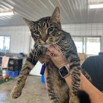 Thumbnail photo of Prince #2