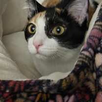 Thumbnail photo of Dixie Rose #1