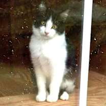 Thumbnail photo of Bandit #2