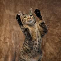 Thumbnail photo of Wilson Osberg #4