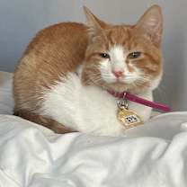 Thumbnail photo of Apricot #1